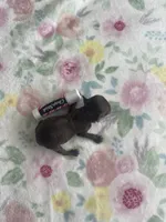 Teenie Weenie Beenie, a female Poodle - Toy  for sale in Greenbrier, AR – 2 of 3