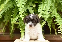Benny Boy, a male Poodle - Toy  for sale in Greenbrier, AR – 6 of 8