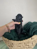 Jasper~ toy size, a male Aussiedoodle for sale in Greenbrier, AR – 6 of 7