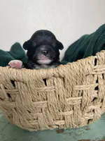 Jasper~ toy size, a male Aussiedoodle for sale in Greenbrier, AR – 5 of 7