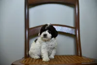 Oliver, a male Poodle - Toy  for sale in Greenbrier, AR – 4 of 6