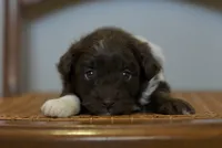 Fern~ toy size, a female Aussiedoodle for sale in Greenbrier, AR – 1 of 6