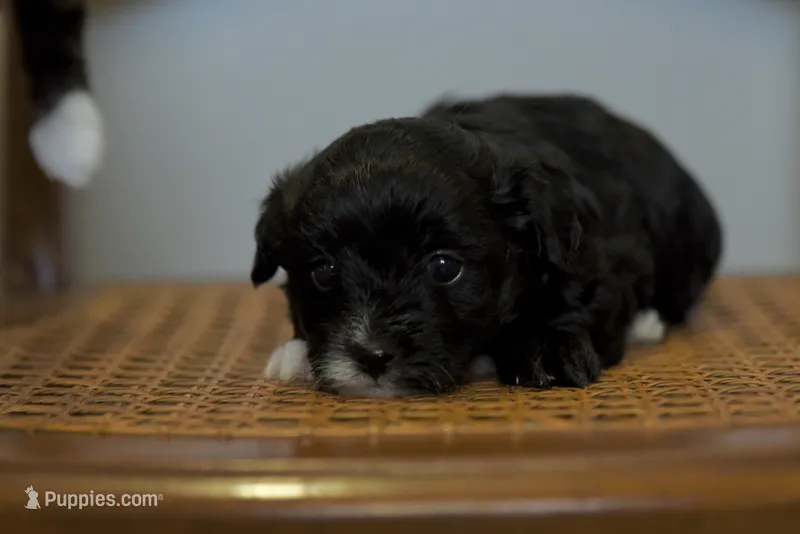 Jasper~ toy size – Aussiedoodle puppy for sale in Greenbrier, AR