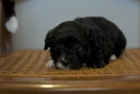 Jasper~ toy size, a male Aussiedoodle for sale in Greenbrier, AR – 1 of 7