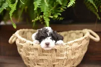 Oliver, a male Poodle - Toy  for sale in Greenbrier, AR – 3 of 6