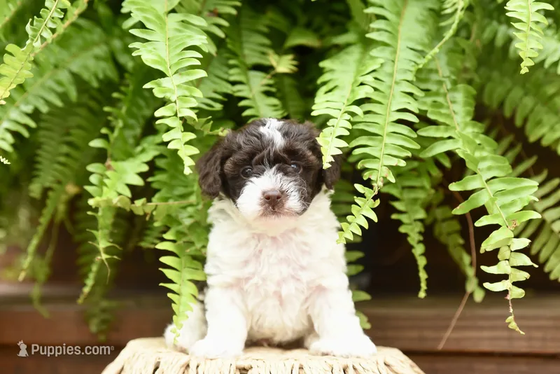 Benny Boy – Poodle - Toy  puppy for sale in Greenbrier, AR
