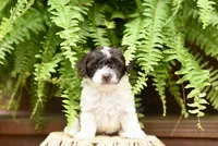 Benny Boy, a male Poodle - Toy  for sale in Greenbrier, AR – 1 of 8