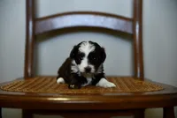 Rainee~ toy size, a female Aussiedoodle for sale in Greenbrier, AR – 3 of 6