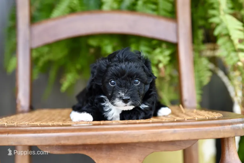 Jasper~ toy size – Aussiedoodle puppy for sale in Greenbrier, AR