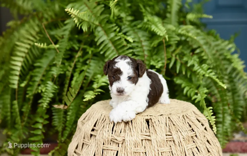 Mr.Handsome  – Poodle - Toy  puppy for sale in Greenbrier, AR