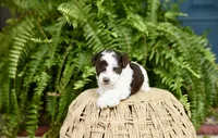 Mr.Handsome , a male Poodle - Toy  for sale in Greenbrier, AR – 1 of 2