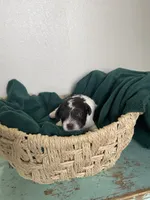 Benny Boy, a male Poodle - Toy  for sale in Greenbrier, AR – 3 of 8
