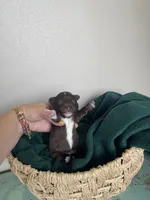 Fern~ toy size, a female Aussiedoodle for sale in Greenbrier, AR – 5 of 6