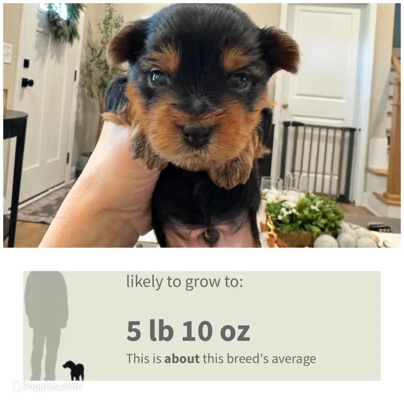 Scooter  – Morkie puppy for sale in Cleveland, TN