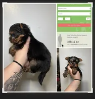 Frank , a male Yorkshire Terrier for sale in Cleveland, TN – 1 of 1