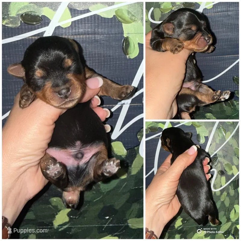 Teddy Bear  – Yorkshire Terrier puppy for sale in Cleveland, TN