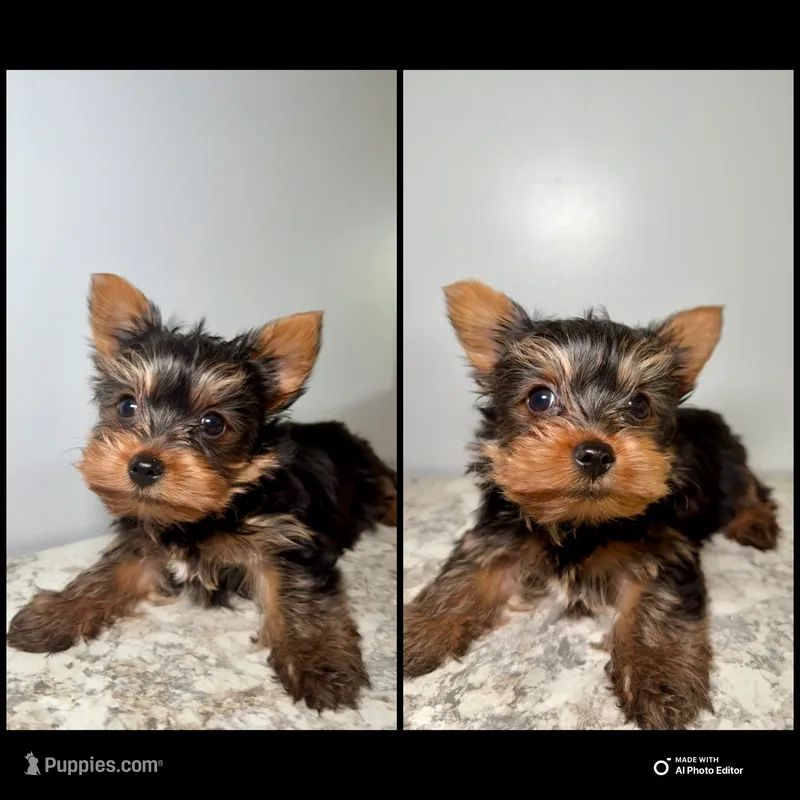 Tito – Yorkshire Terrier puppy for sale in Cleveland, TN