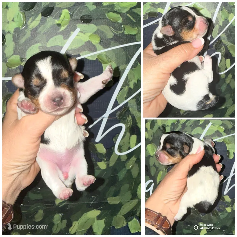 Lola  – Yorkshire Terrier puppy for sale in Cleveland, TN