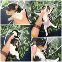 Lola Bean , a female Yorkshire Terrier for sale in Cleveland, TN – Photo 2 of 2