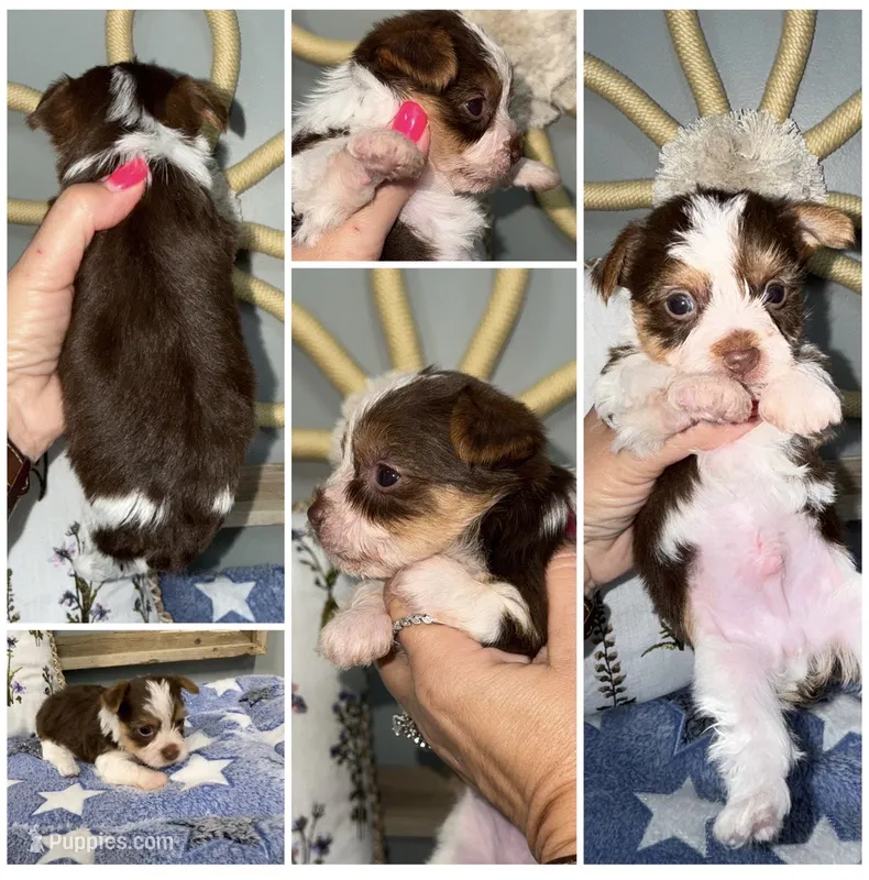 Rolo  – Yorkshire Terrier puppy for sale in Cleveland, TN