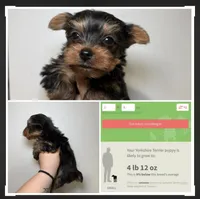Tito, a male Yorkshire Terrier for sale in Cleveland, TN – 1 of 1