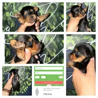 Whiskey, a male Yorkshire Terrier for sale in Cleveland, TN – Photo 3 of 3