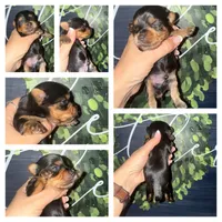 Whiskey, a male Yorkshire Terrier for sale in Cleveland, TN – Photo 2 of 3