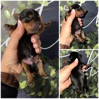 Whiskey, a male Yorkshire Terrier for sale in Cleveland, TN – Photo 1 of 3