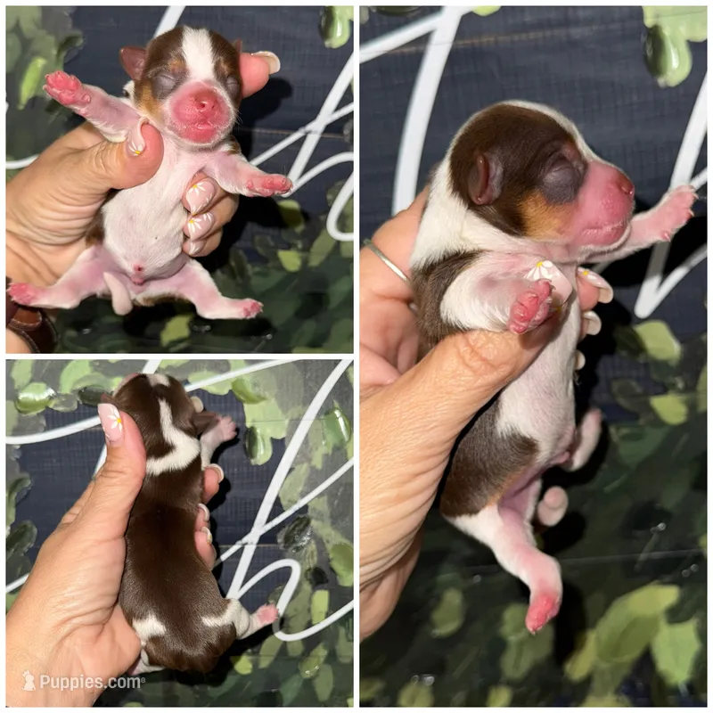 Rolo  – Yorkshire Terrier puppy for sale in Cleveland, TN