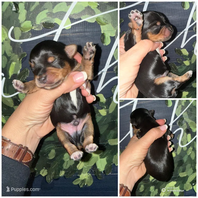 Milo – Yorkshire Terrier puppy for sale in Cleveland, TN