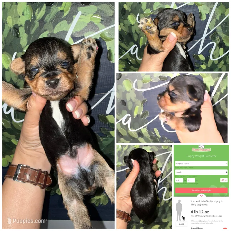 Milo – Yorkshire Terrier puppy for sale in Cleveland, TN