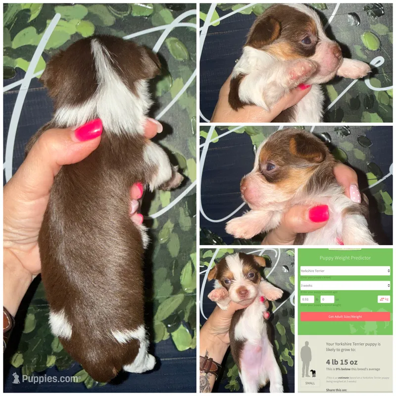 Rolo  – Yorkshire Terrier puppy for sale in Cleveland, TN