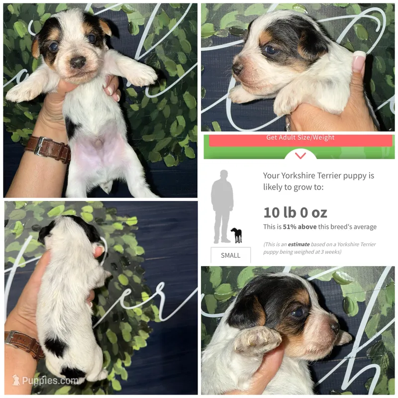 Charlie 2 Dot – Yorkshire Terrier puppy for sale in Cleveland, TN