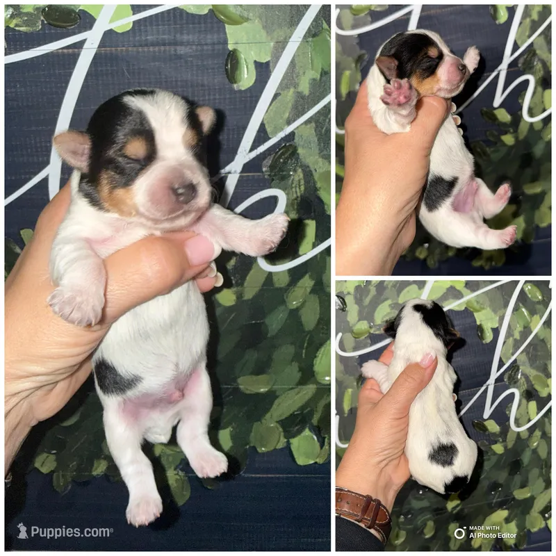Charlie 2 Dot – Yorkshire Terrier puppy for sale in Cleveland, TN