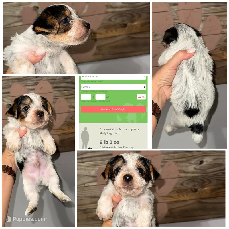 Charlie 2 Dot  – Yorkshire Terrier puppy for sale in Cleveland, TN