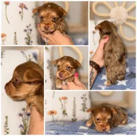 Harley, a male Yorkshire Terrier for sale in Cleveland, TN – 2 of 2