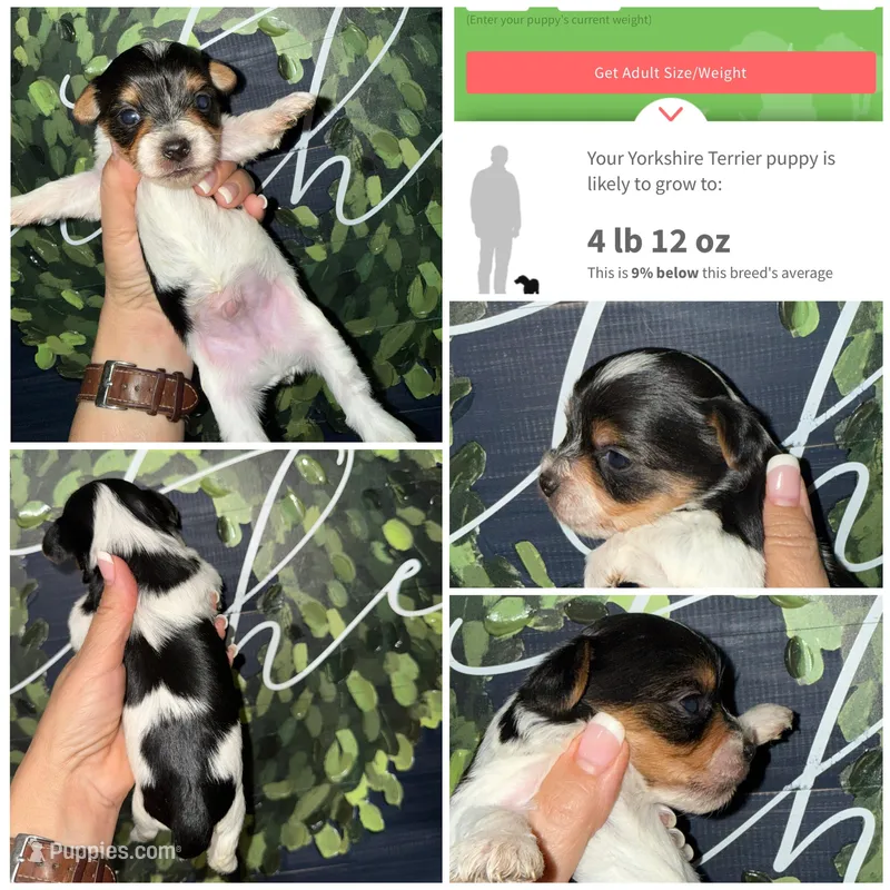 Rocky  – Yorkshire Terrier puppy for sale in Cleveland, TN