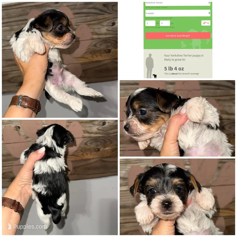 Rocky  – Yorkshire Terrier puppy for sale in Cleveland, TN