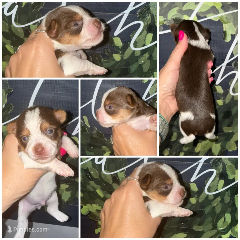 Rolo  – Yorkshire Terrier puppy for sale in Cleveland, TN
