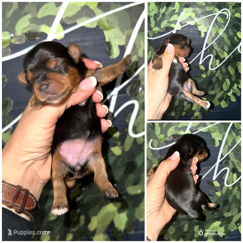 Daisy  – Yorkshire Terrier puppy for sale in Cleveland, TN