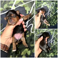 Daisy Mae , a female Yorkshire Terrier for sale in Cleveland, TN – Photo 1 of 2