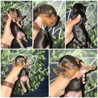 Daisy Mae , a female Yorkshire Terrier for sale in Cleveland, TN – Photo 2 of 2