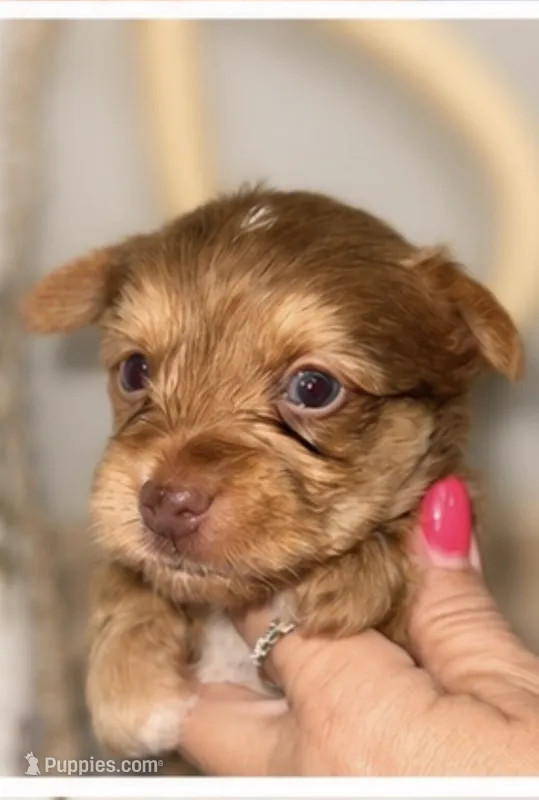 Harley – Yorkshire Terrier puppy for sale in Cleveland, TN