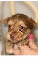 Harley, a male Yorkshire Terrier for sale in Cleveland, TN – 1 of 2