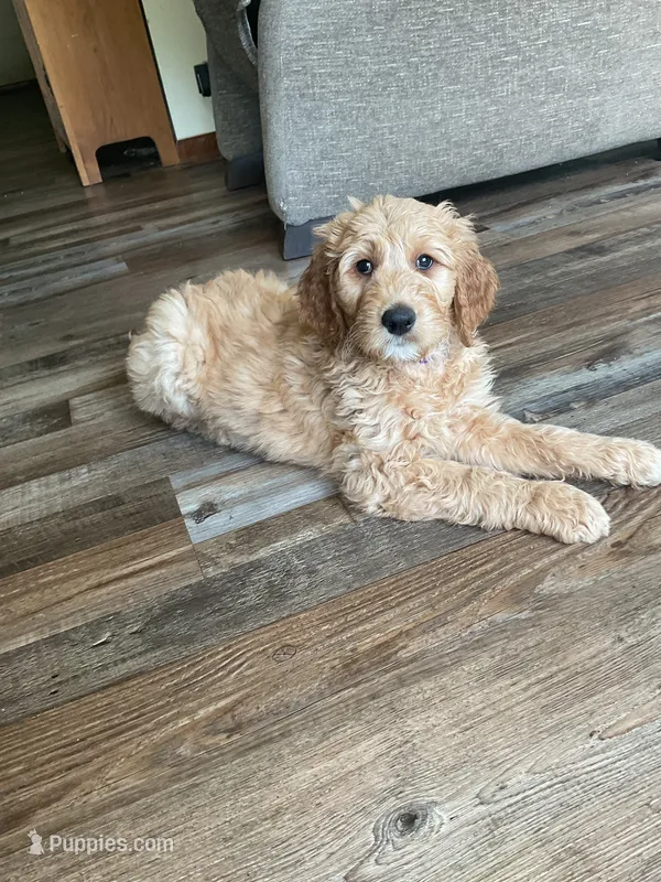 Mickey – Goldendoodle puppy for sale in Eau Claire, WI
