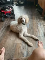 Mickey, a male Goldendoodle for sale in Eau Claire, WI – 6 of 7