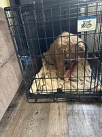 Mickey, a male Goldendoodle for sale in Eau Claire, WI – 5 of 7