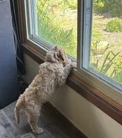 Mickey, a male Goldendoodle for sale in Eau Claire, WI – 4 of 7