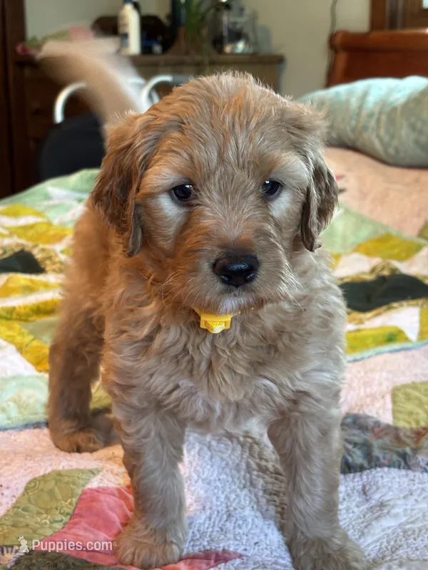 Yellow collar  – Goldendoodle puppy for sale in Eau Claire, WI
