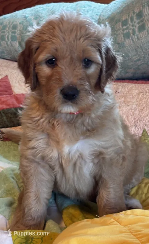 Red collar  – Goldendoodle puppy for sale in Eau Claire, WI
